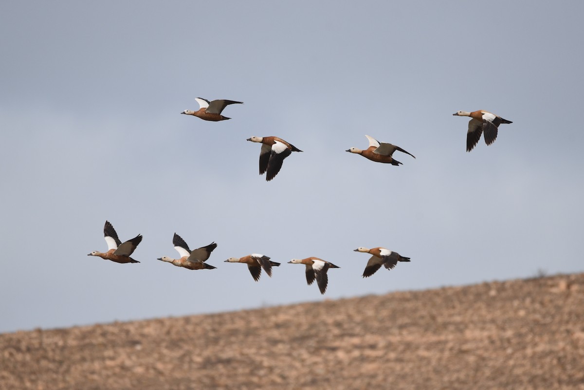 Ruddy Shelduck - Maryse Neukomm