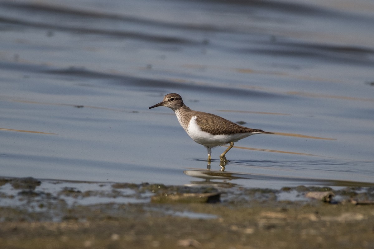 Common Sandpiper - ML219277011