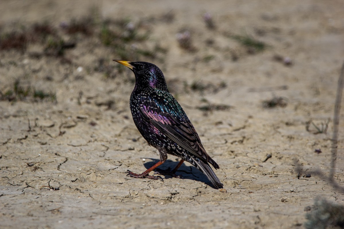 European Starling - ML219277181