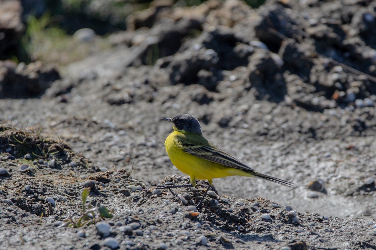 Western Yellow Wagtail - ML219277281