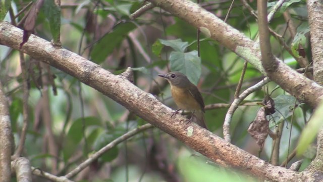 Pale-chinned Flycatcher - ML219277681