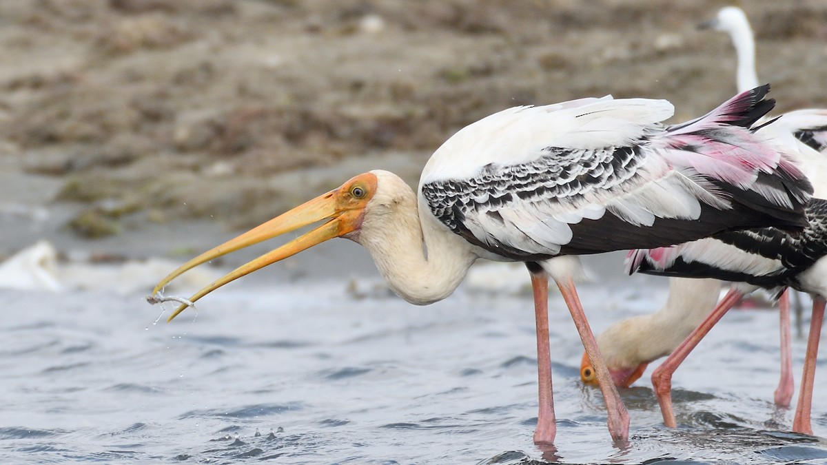 Painted Stork - ML219277851