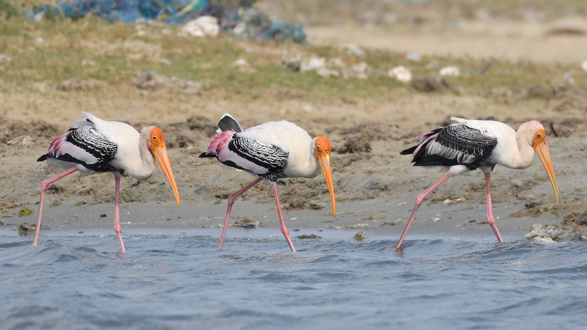 Painted Stork - ML219277881