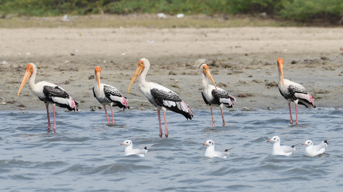 Painted Stork - ML219277891