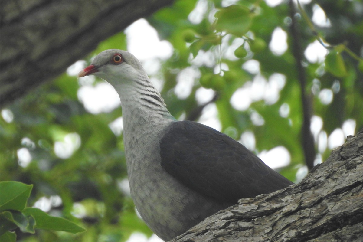 White-headed Pigeon - Chris Storrie