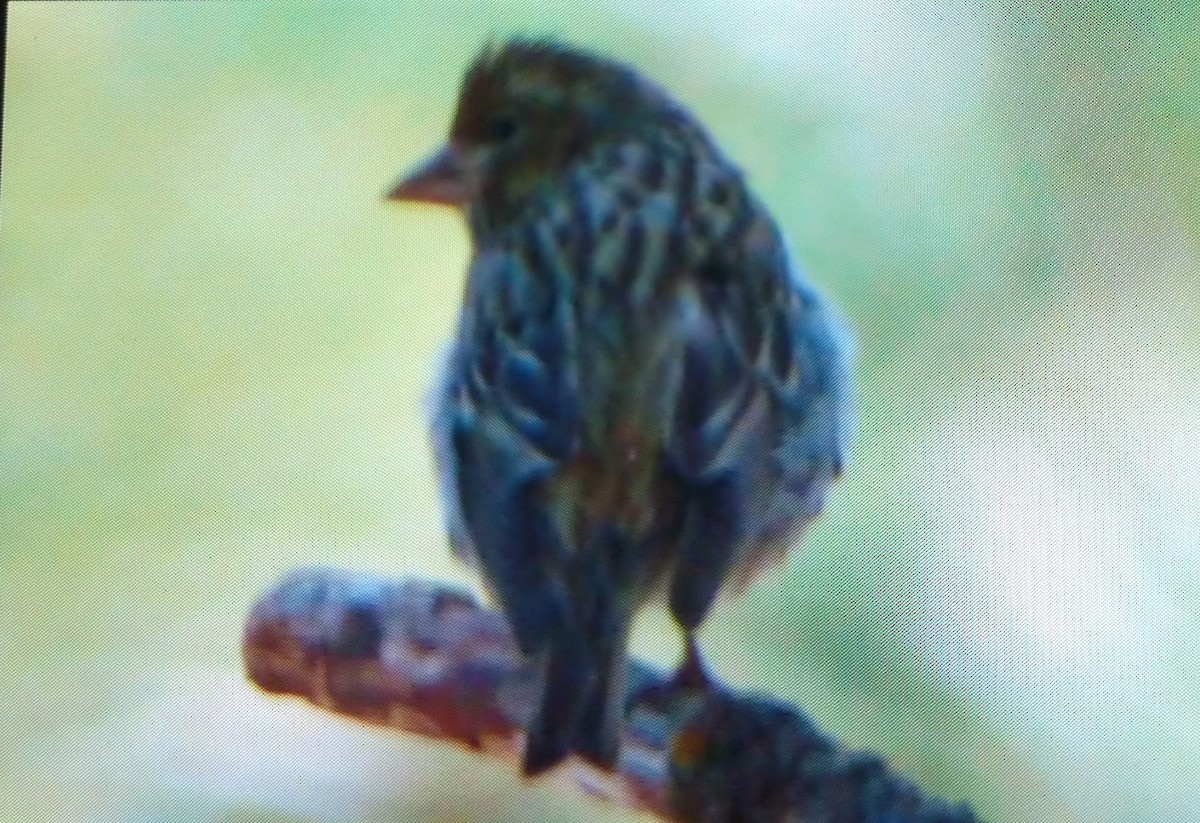 Cassin's Finch - ML219279421