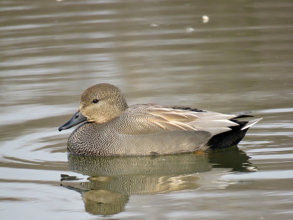 Gadwall - ML219279431