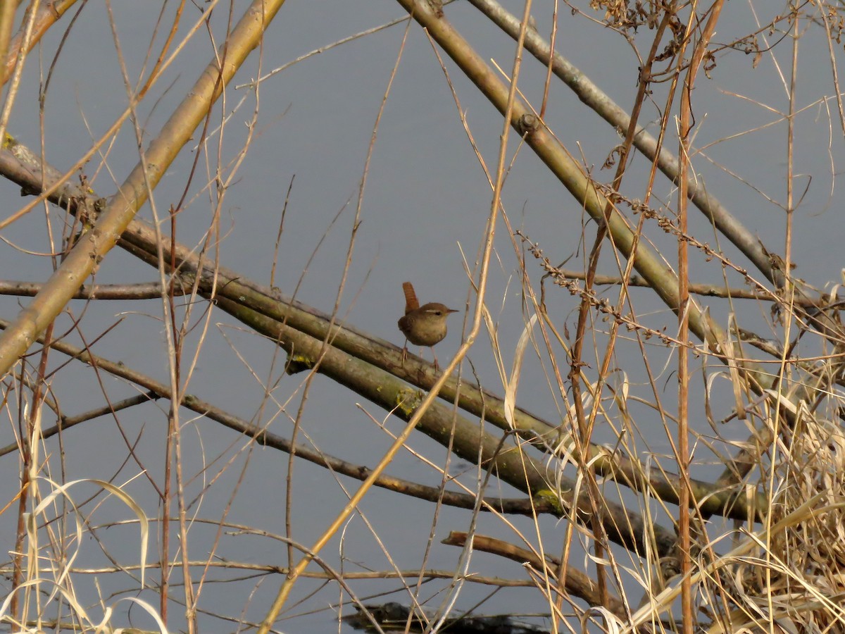 Eurasian Wren - ML219279481