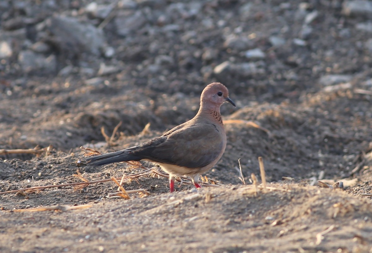 Tórtola Senegalesa - ML219280331