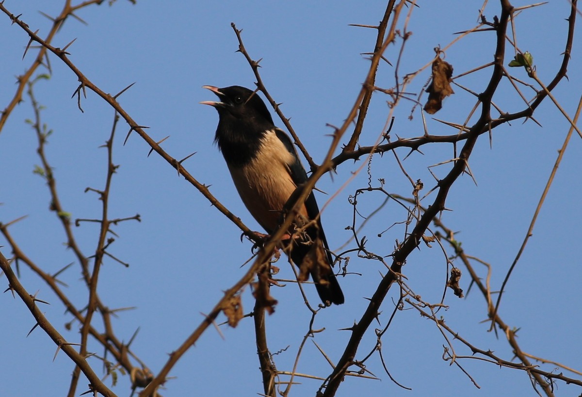 Arabazozo gorrizta - ML219280441