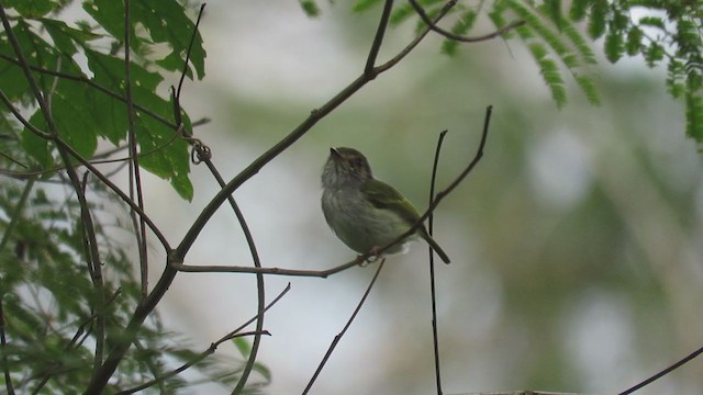 White-bellied Pygmy-Tyrant - ML219281401