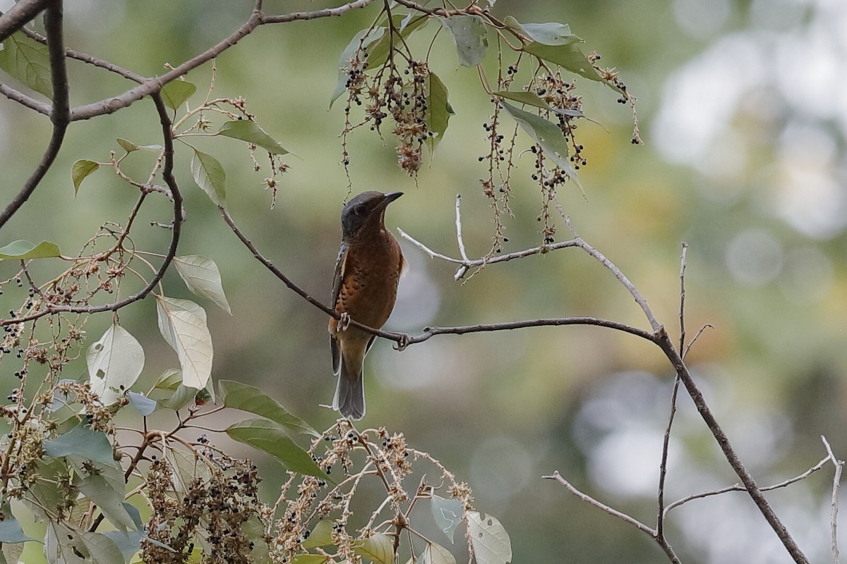 White-throated Rock-Thrush - ML219282141