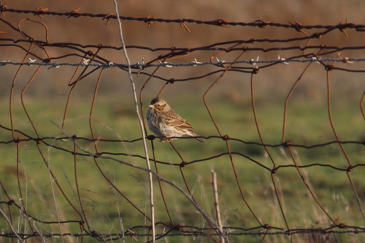 Savannah Sparrow - ML21928281