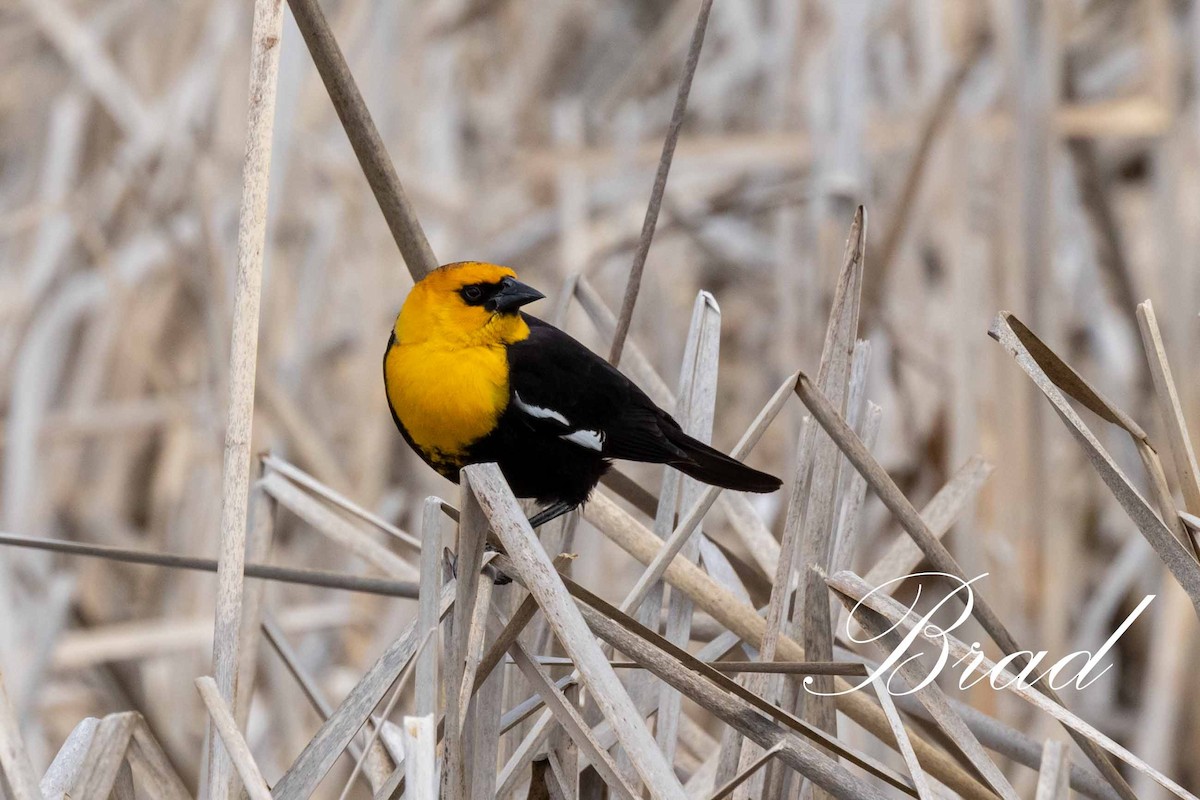 Brillenstärling - ML219282871