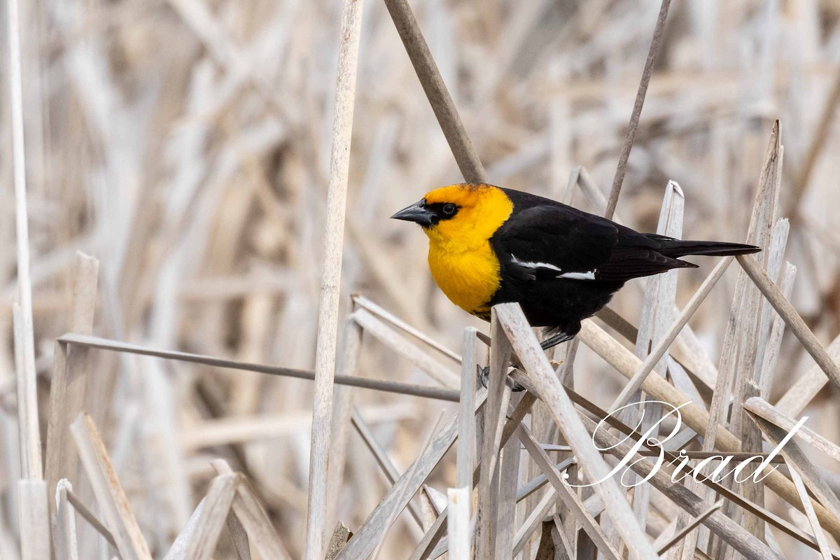 Brillenstärling - ML219282881