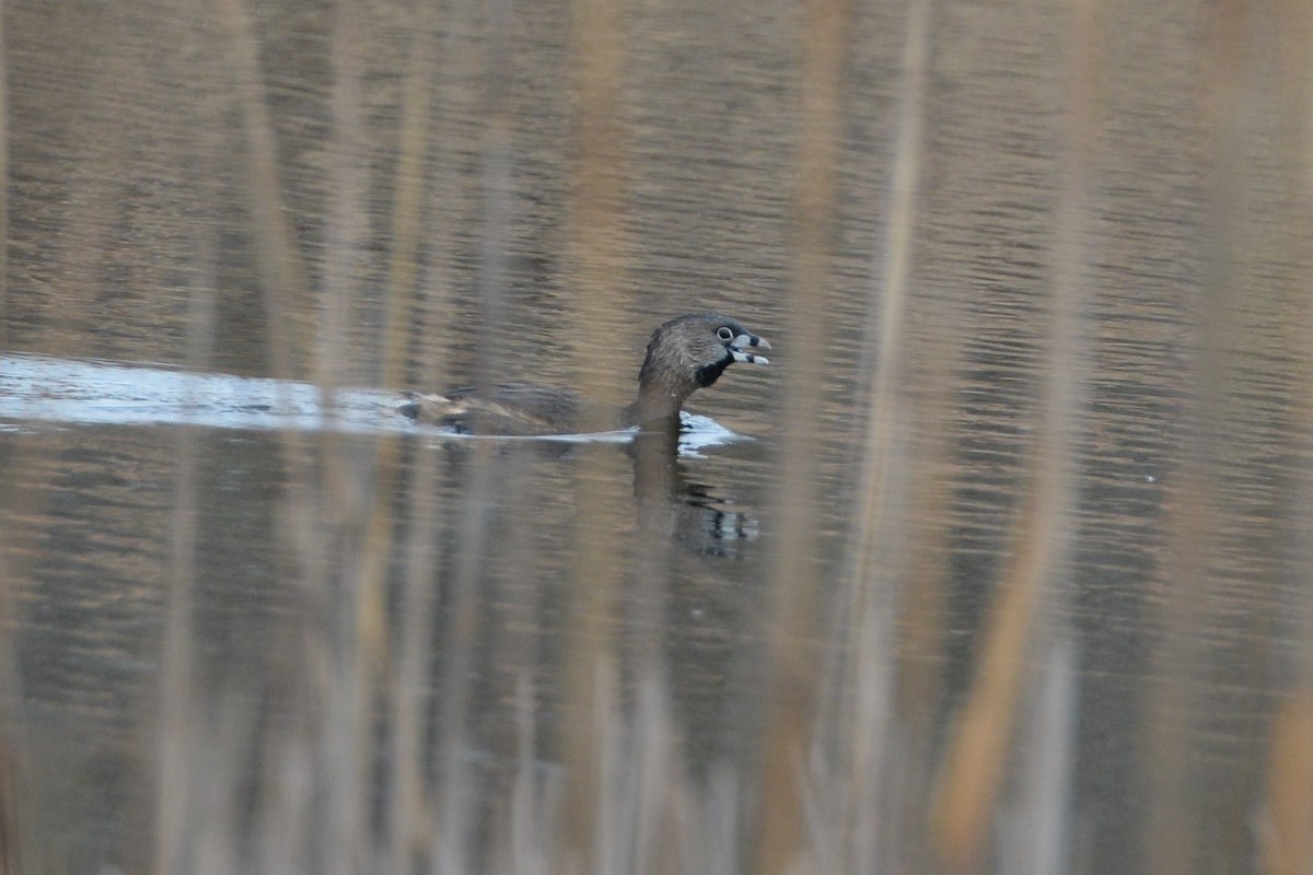 Pied-billed Grebe - ML219282921