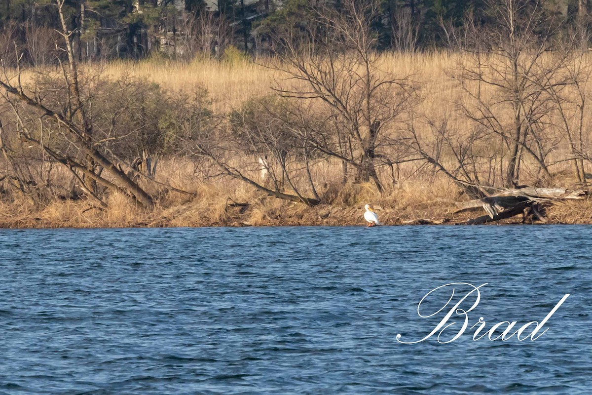 American White Pelican - ML219283011