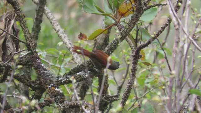 Light-crowned Spinetail - ML219284831