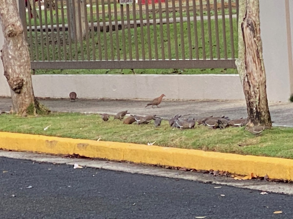 White-winged Dove - ML219284881