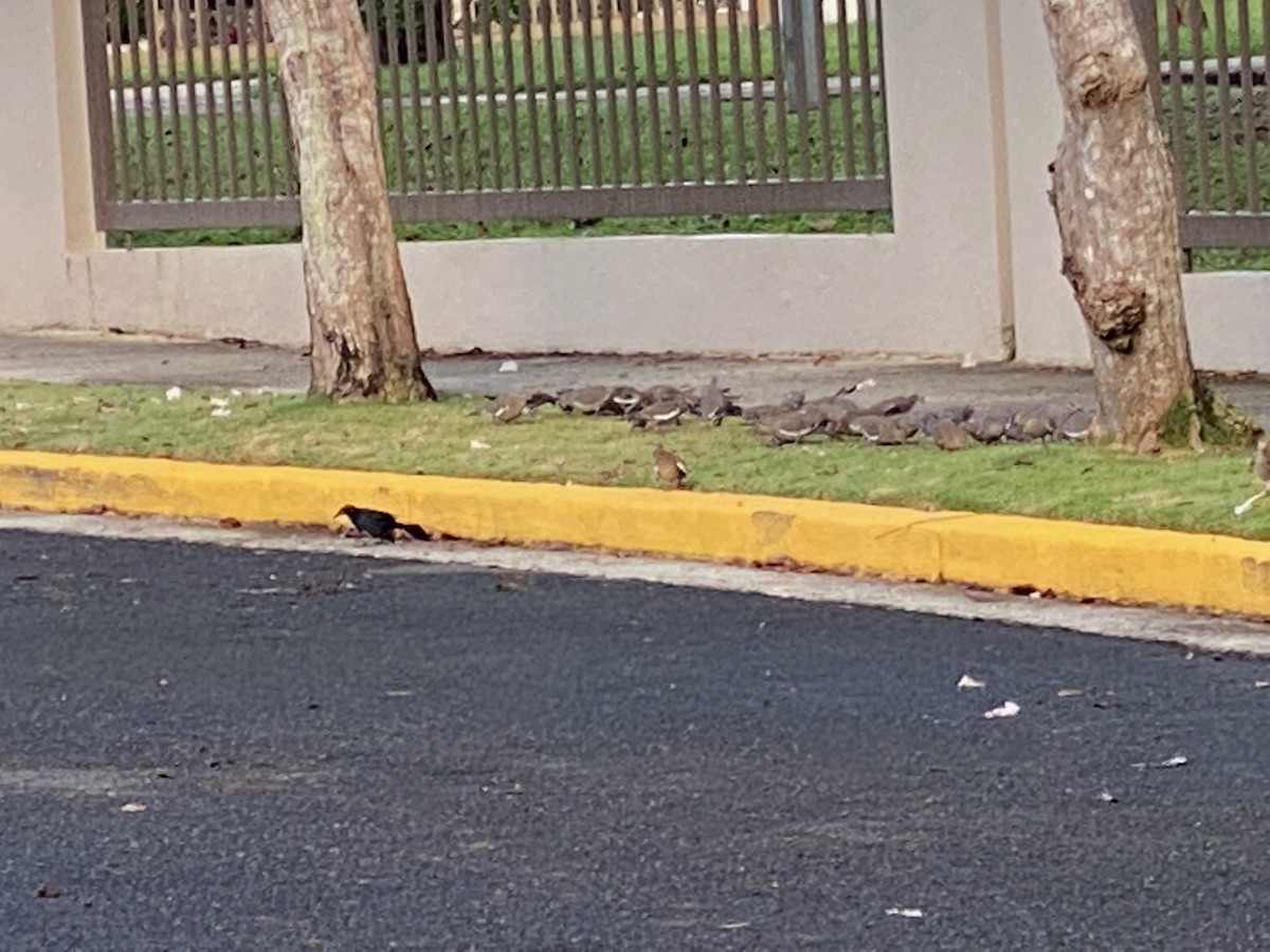 White-winged Dove - ML219284901