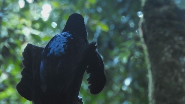 Black Sicklebill - ML219285391