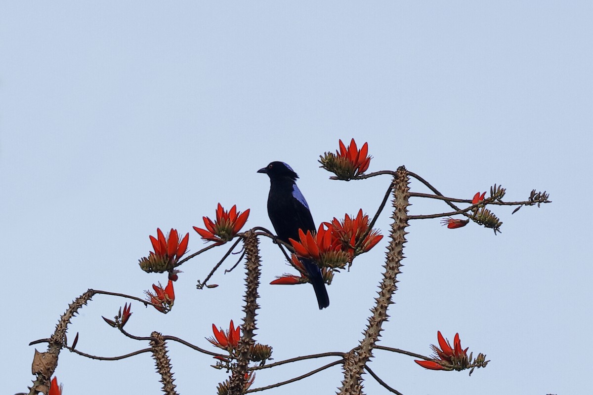 Asian Fairy-bluebird - ML219285401