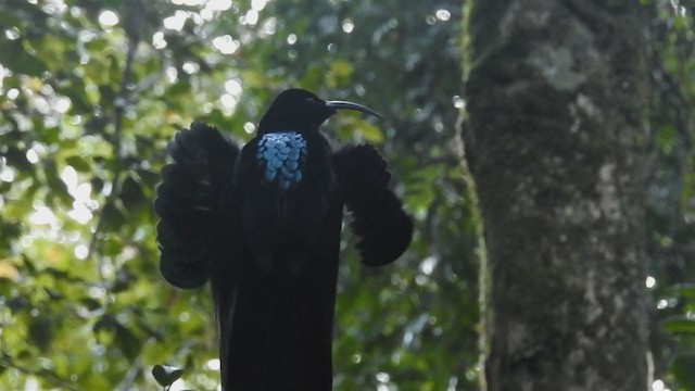 Black Sicklebill - ML219285411