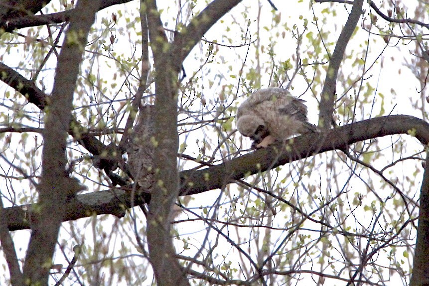 Great Horned Owl - ML219285671