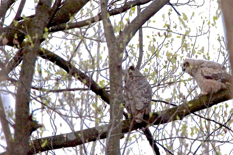 Great Horned Owl - ML219285701