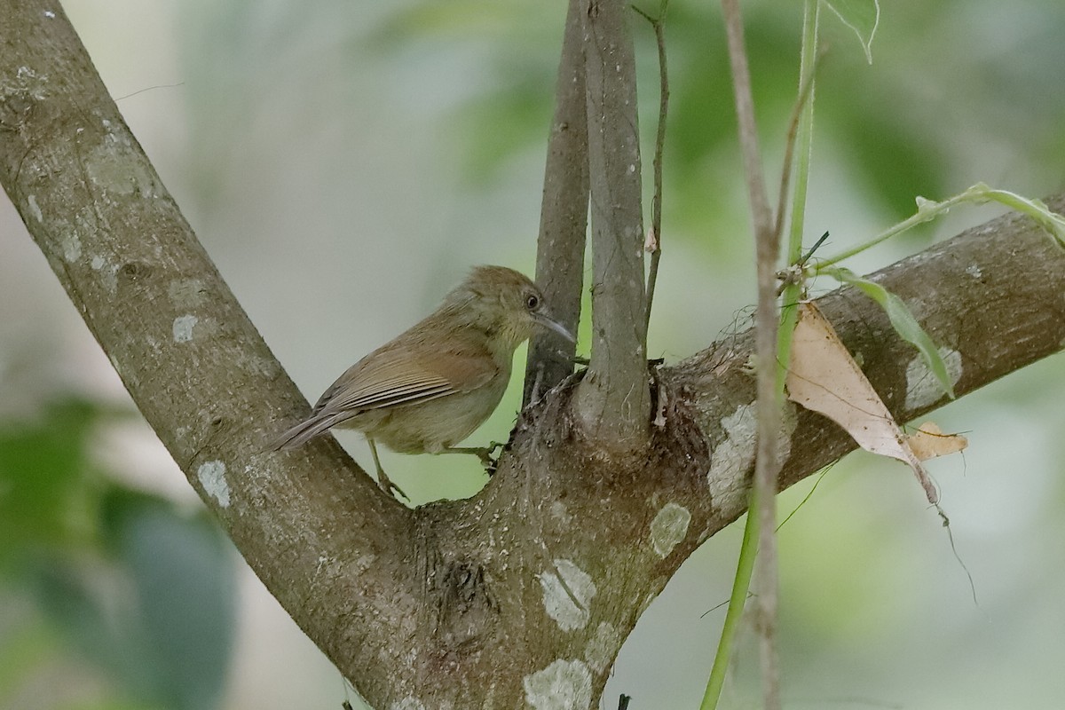 Gray-faced Tit-Babbler - ML219286071