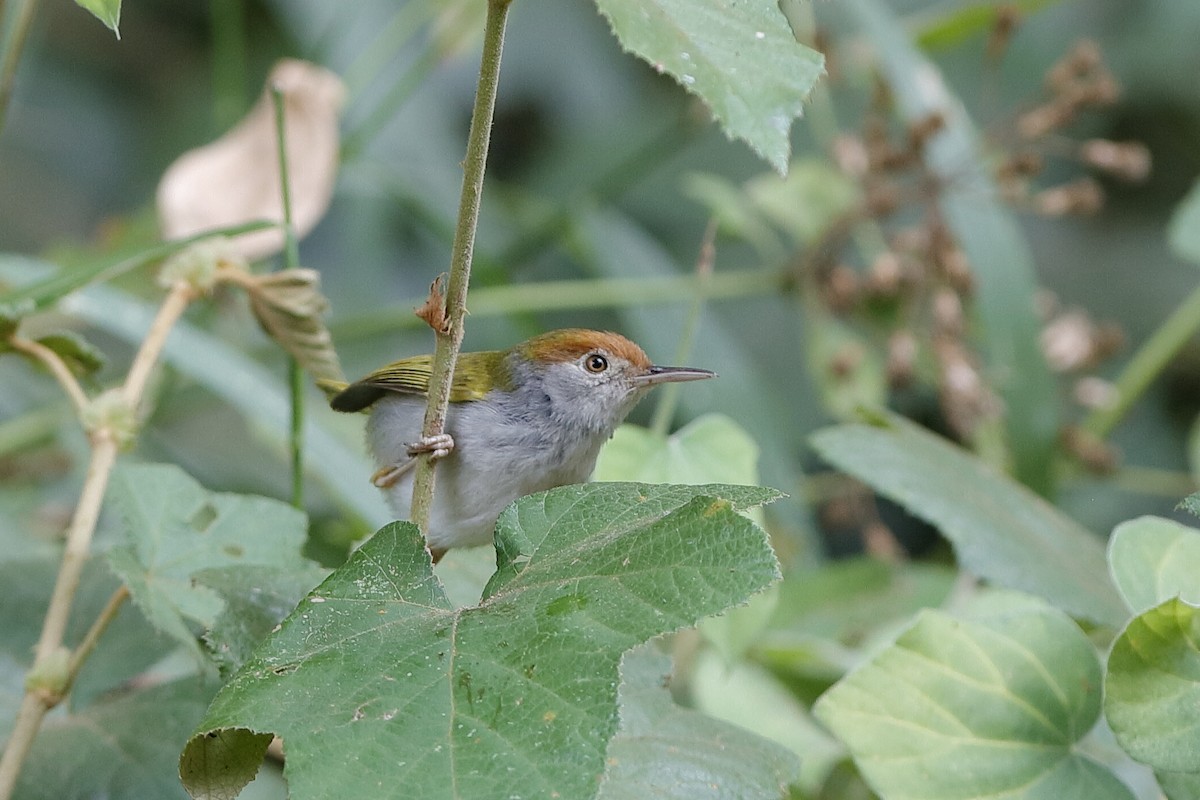 Rotstirn-Schneidervogel - ML219286111