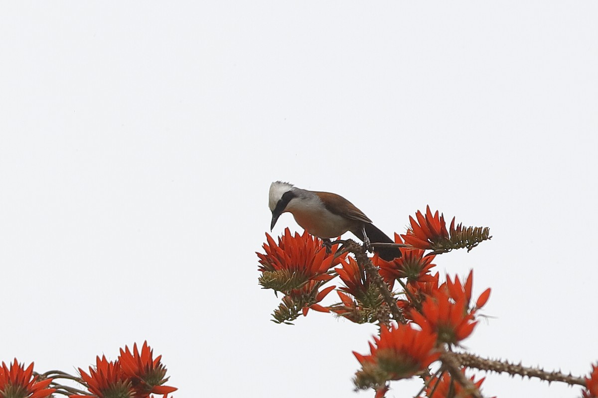 White-crested Laughingthrush - ML219286191