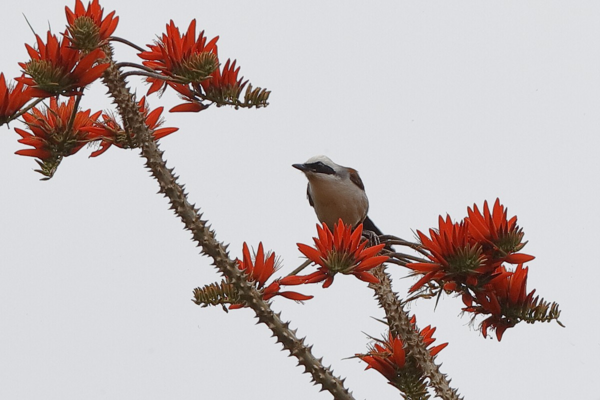 White-crested Laughingthrush - ML219286211