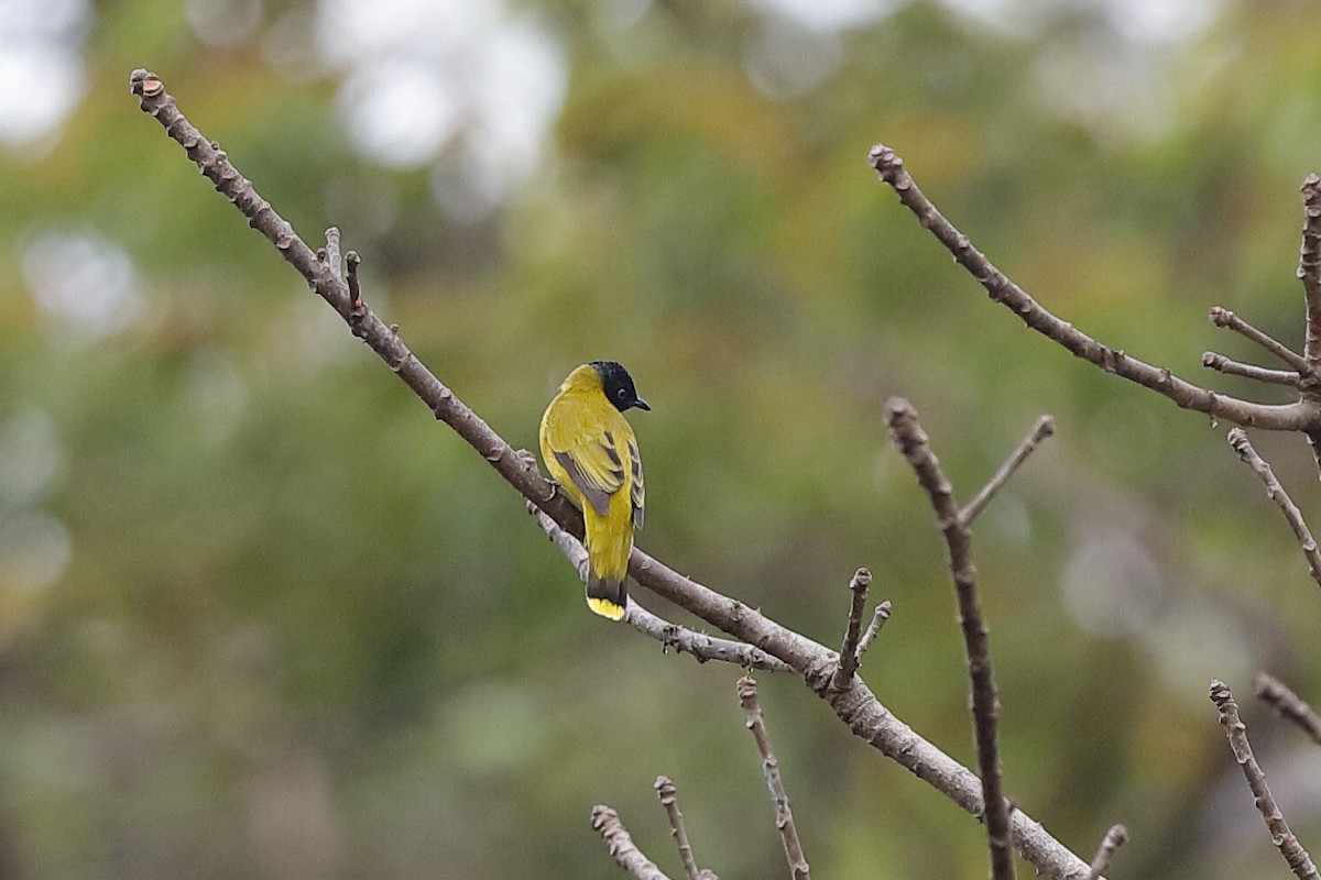 Bulbul cap-nègre - ML219286231