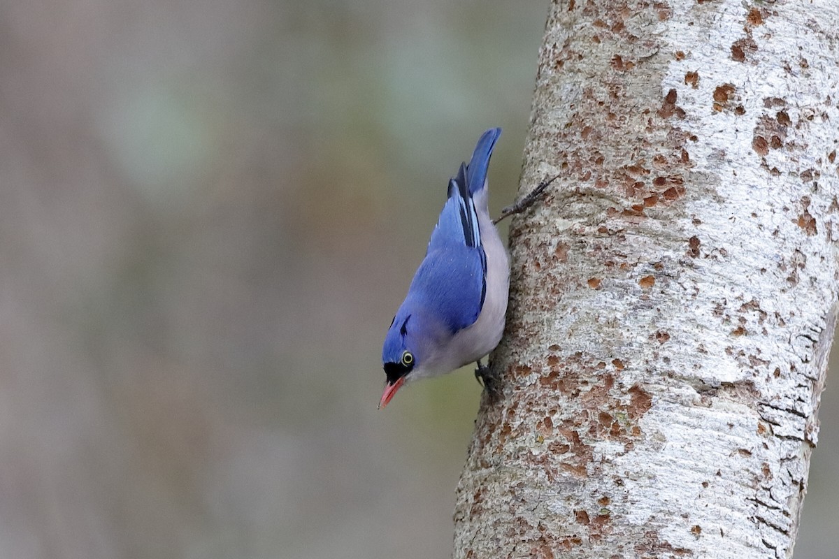 Velvet-fronted Nuthatch - ML219286331