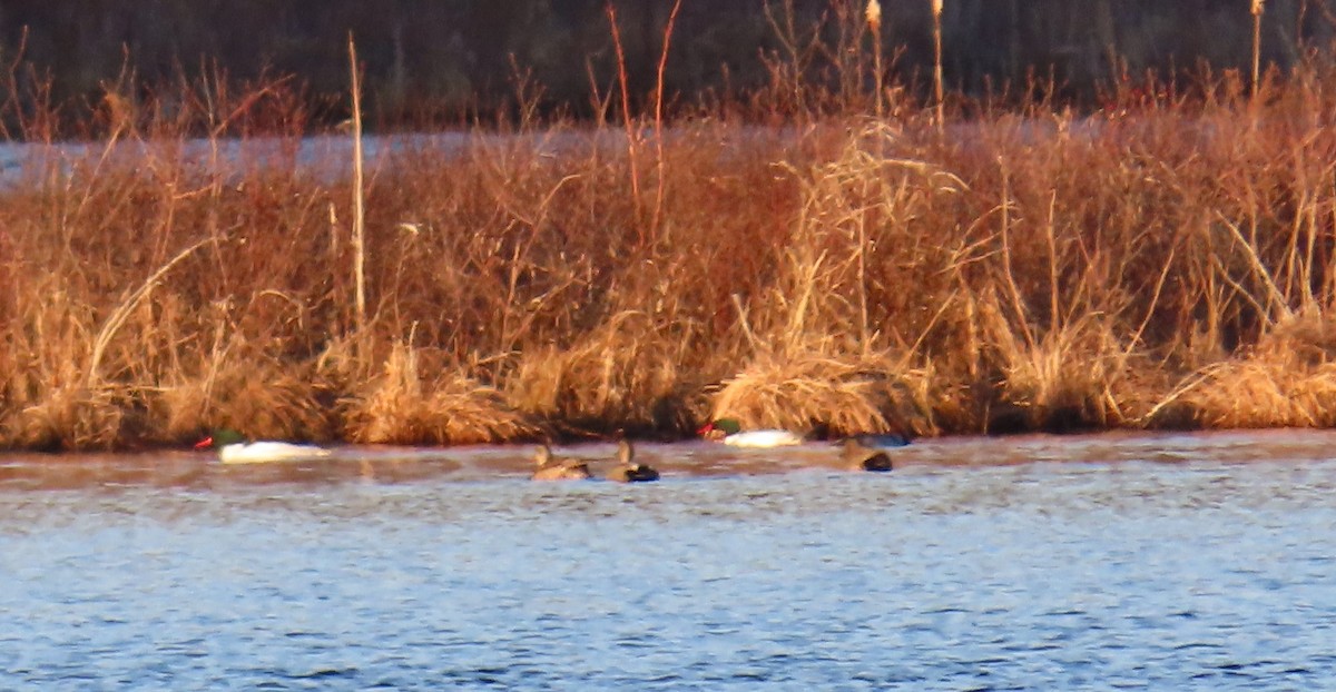 Gadwall - ML219286501