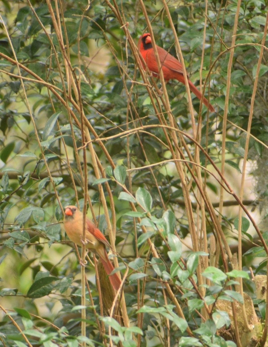 Northern Cardinal - Patricia Floyd