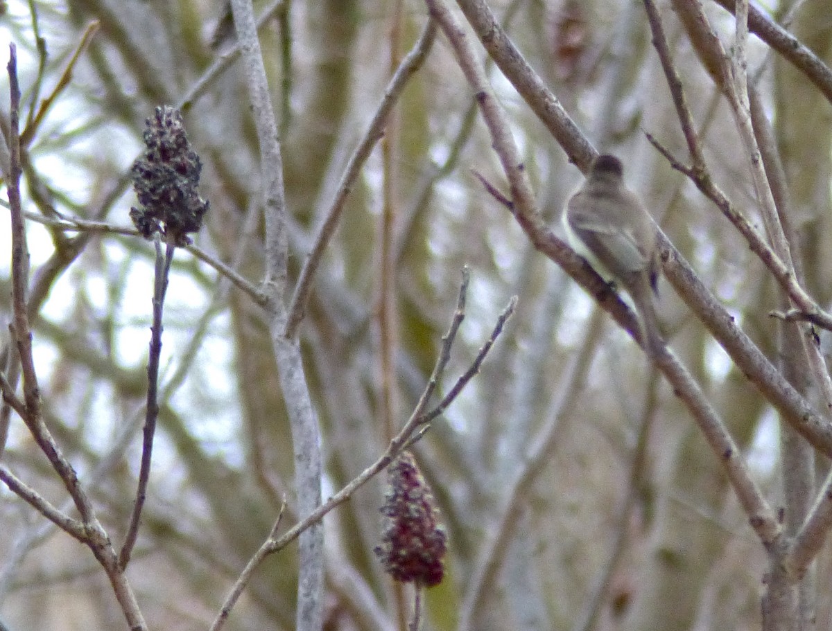 Eastern Phoebe - ML219289371