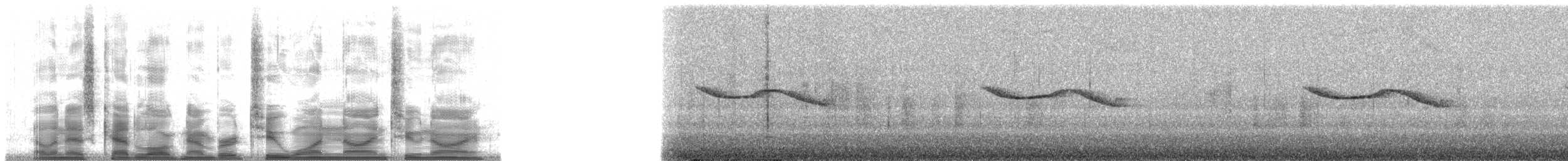 Breitspiegel-Nachtschwalbe (ruficervix) - ML21929