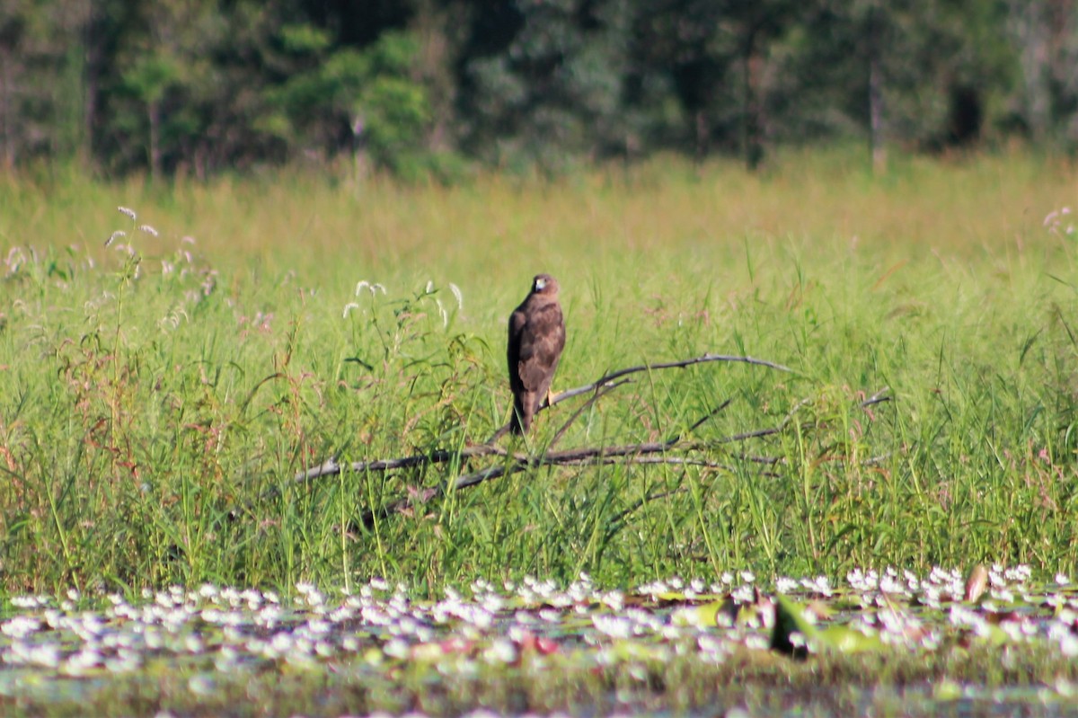 Swamp Harrier - ML219290641