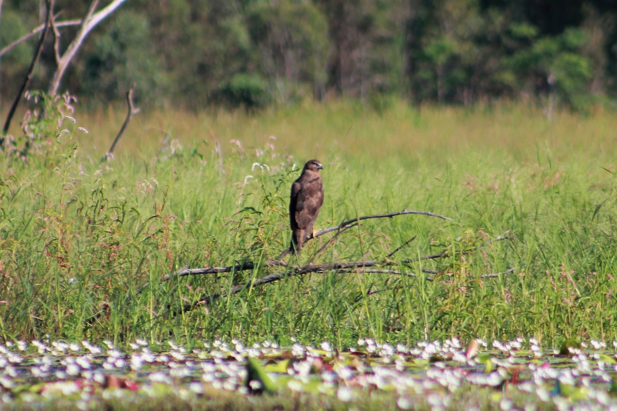 Swamp Harrier - Sam Adams