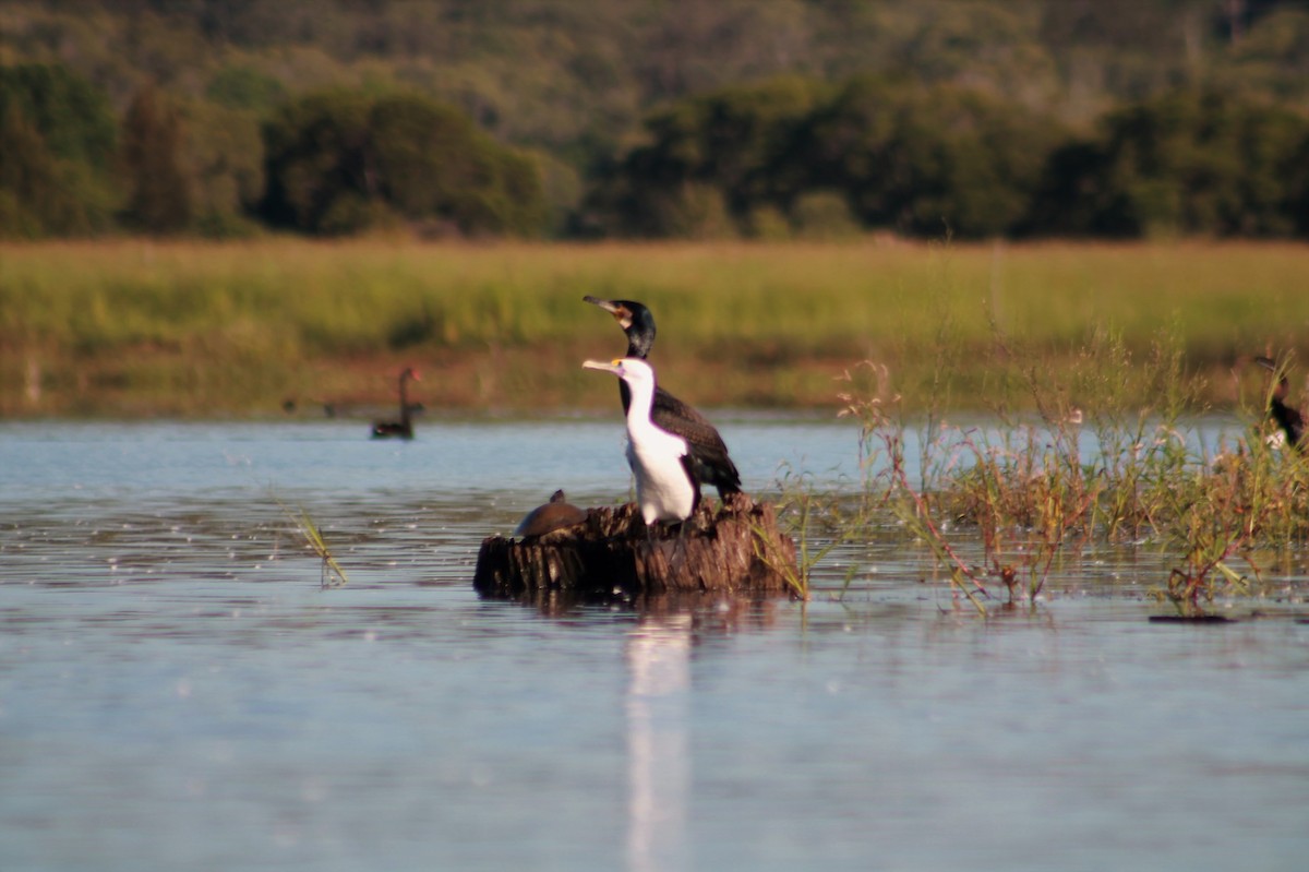 kormorán velký (ssp. novaehollandiae) - ML219290751