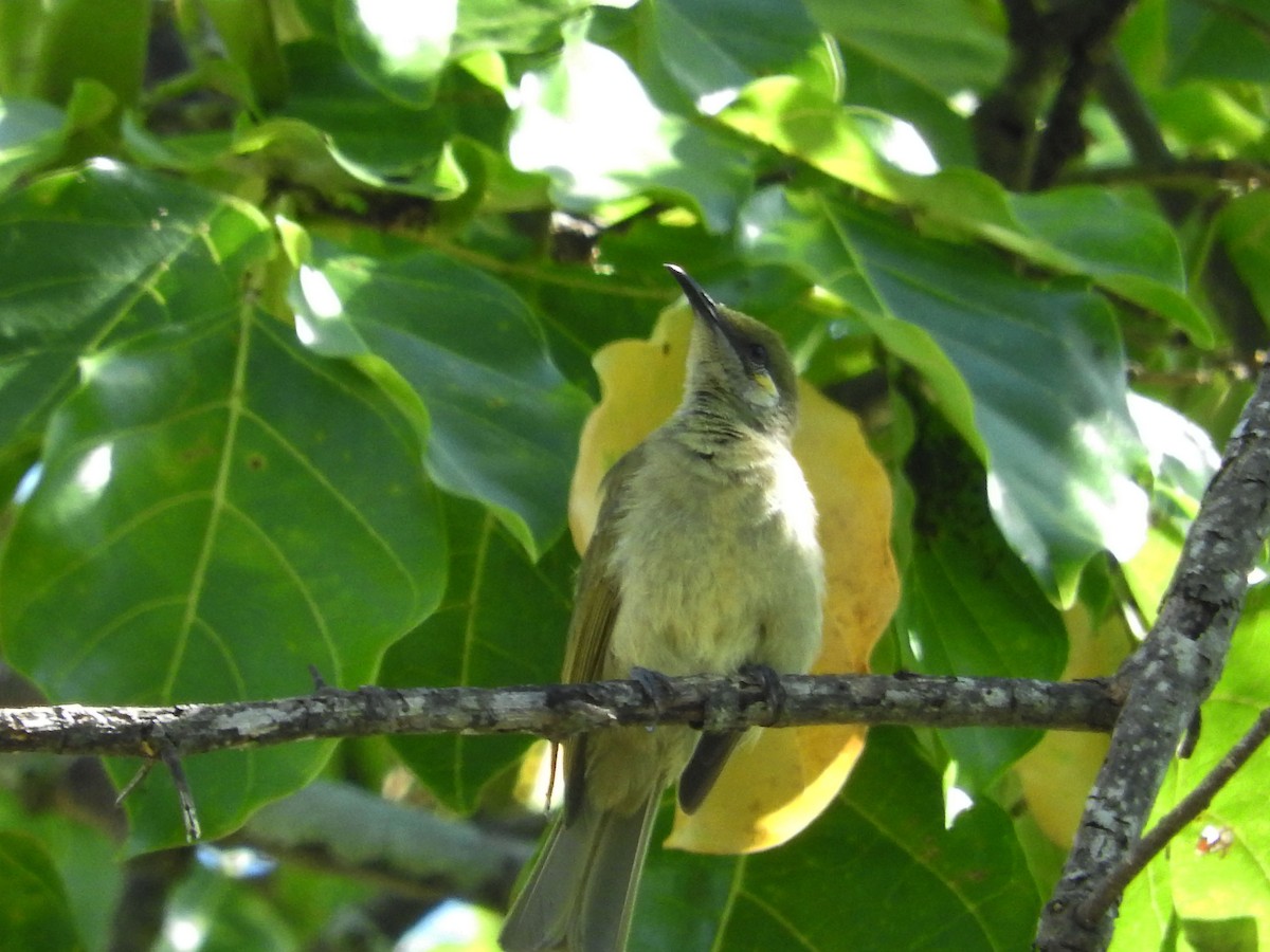 Olive Honeyeater - ML21929481