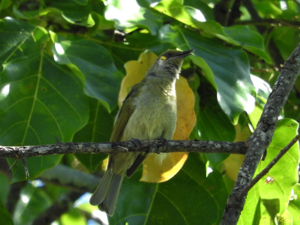 Olive Honeyeater - ML21929491