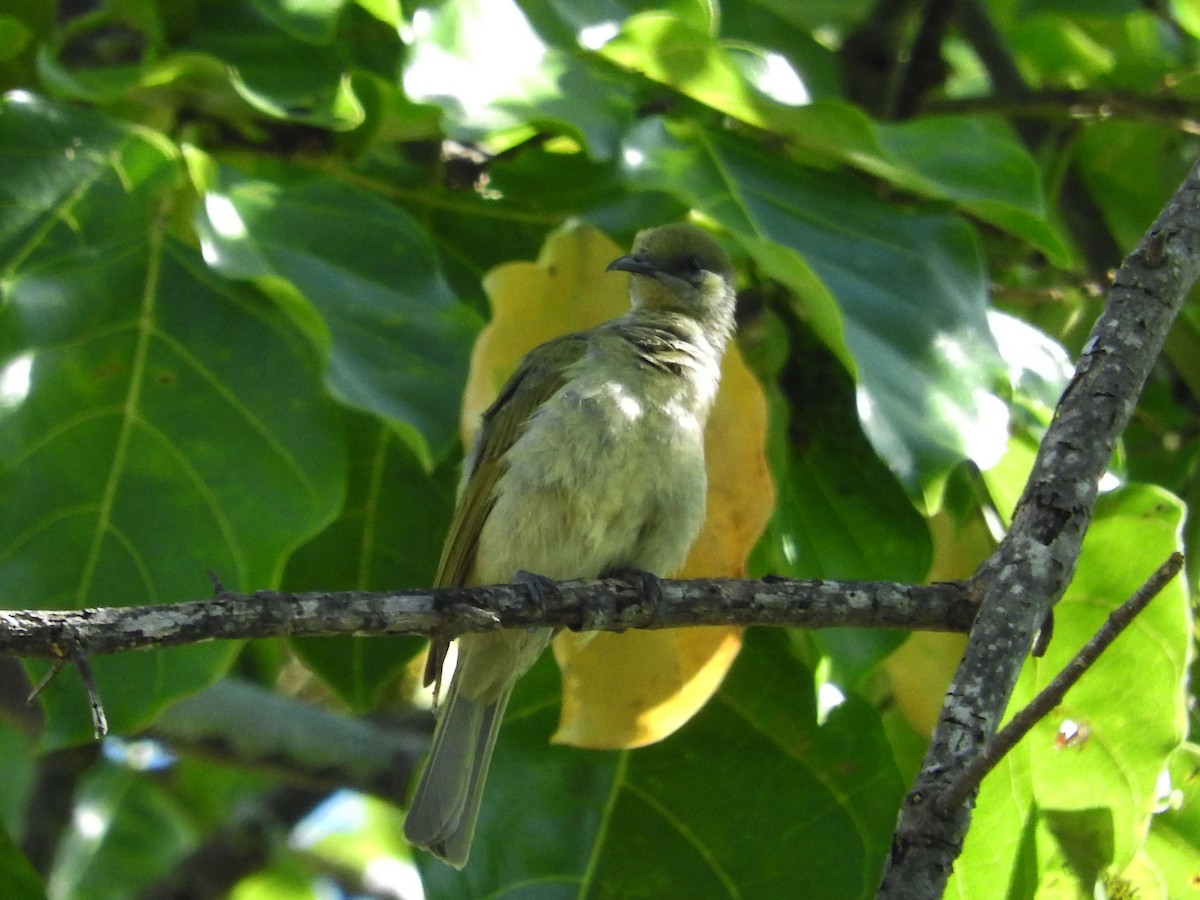 Olive Honeyeater - ML21929501