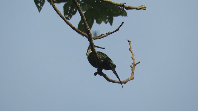 Jacamar à longue queue - ML219298441