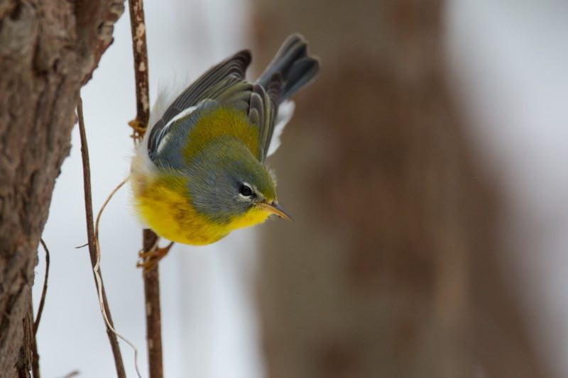 Northern Parula - ML219299321