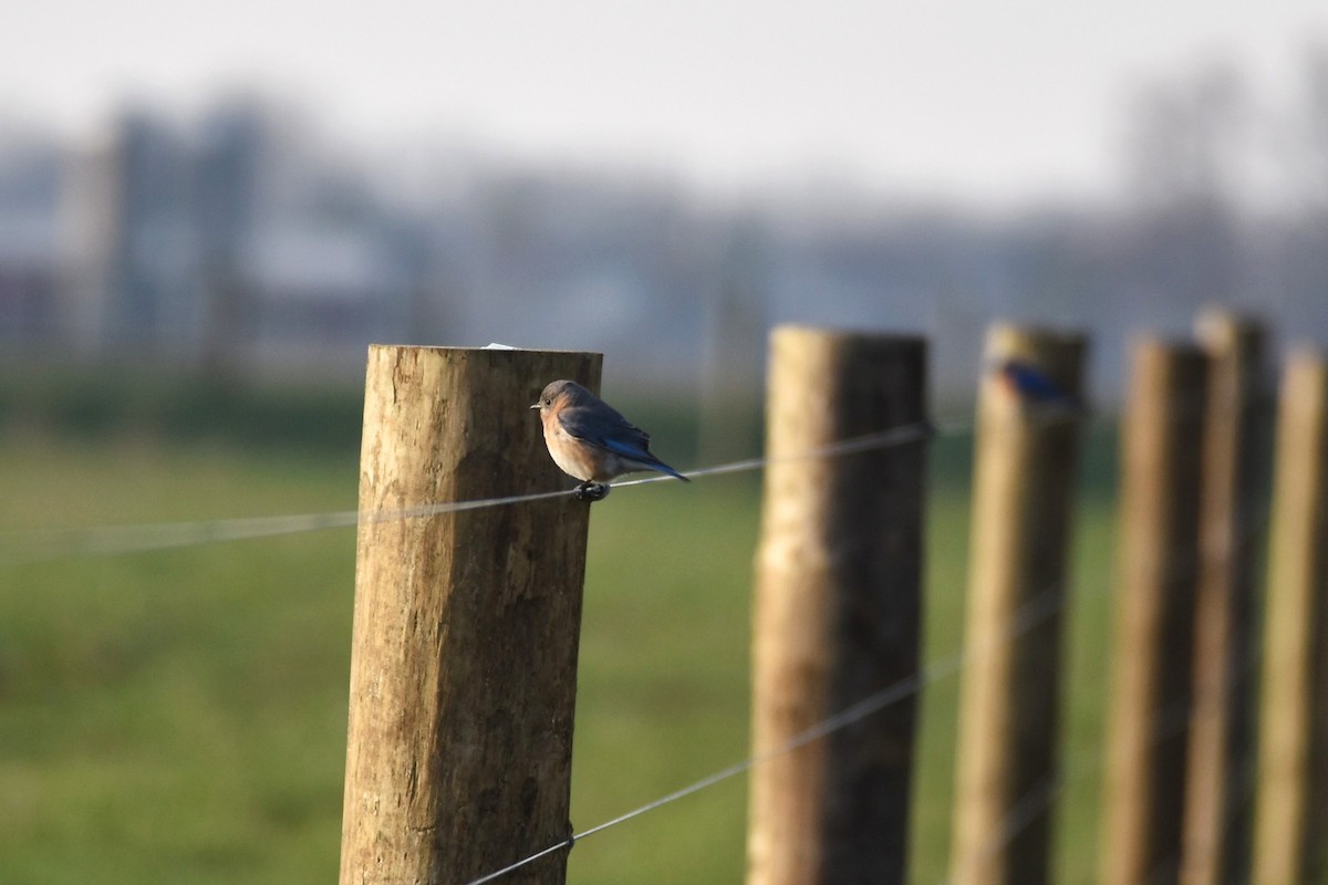 Eastern Bluebird - ML219299551