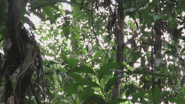 Slaty-backed Forest-Falcon - ML219299951