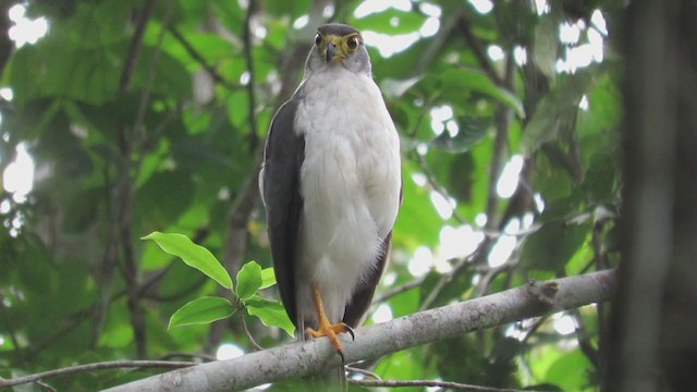 Slaty-backed Forest-Falcon - ML219300041